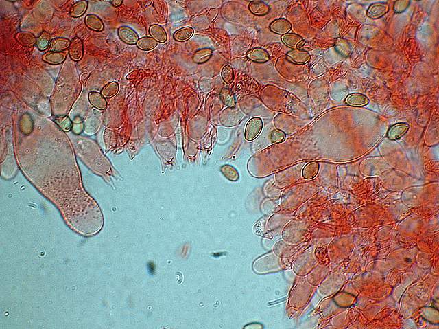 Agrocybe sororia s.l.